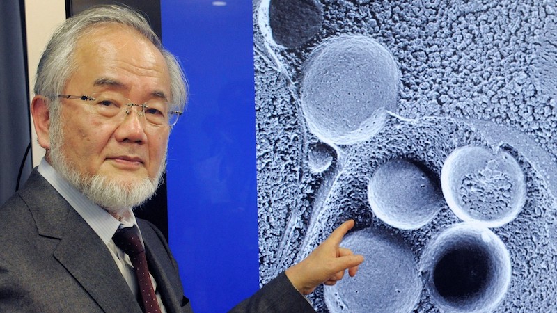 Yoshinori Ohsumi